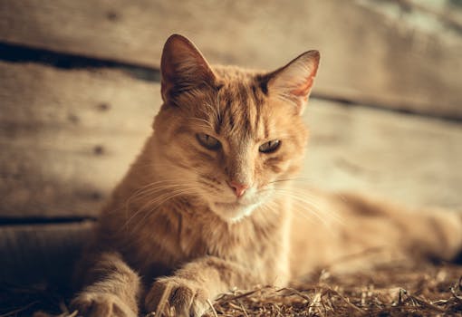 Alchemy Pet vs Open Farm: Best Natural Cat Food?
