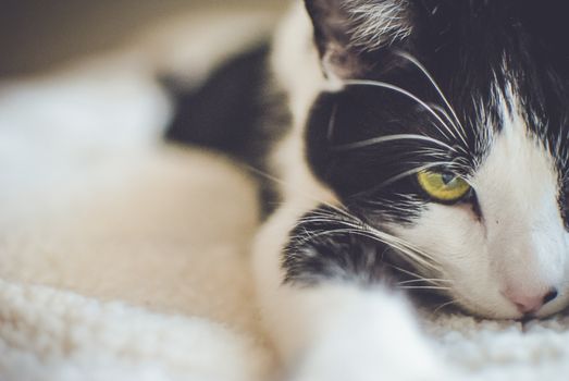 Best Calming Treats for Anxious Cats in 2026