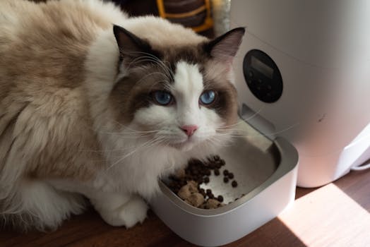 Best Automatic Feeders for Cats in 2026