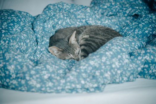 Best Enclosed Cave Cat Beds in 2026