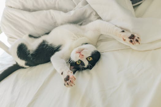 Best Cooling Cat Beds in 2026