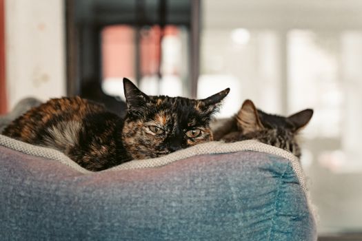 Best Calming Donut Cat Beds in 2026