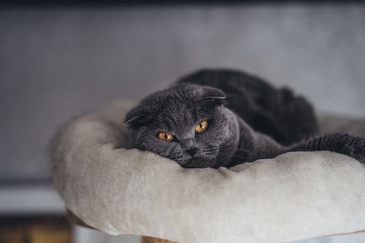 Best Donut Cushion Cat Beds in 2026