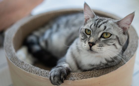 Best Donut-Style Round Cat Beds in 2026
