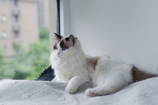 Best Elevated Cooling Cat Beds in 2026