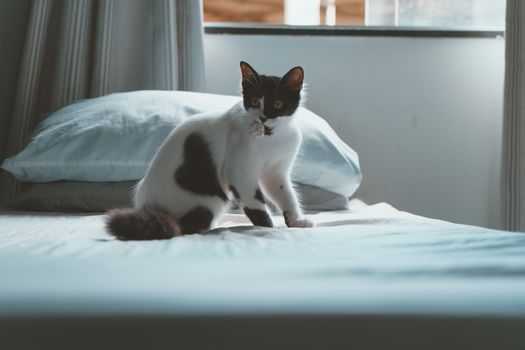 Best Elevated Window Cat Beds in 2026
