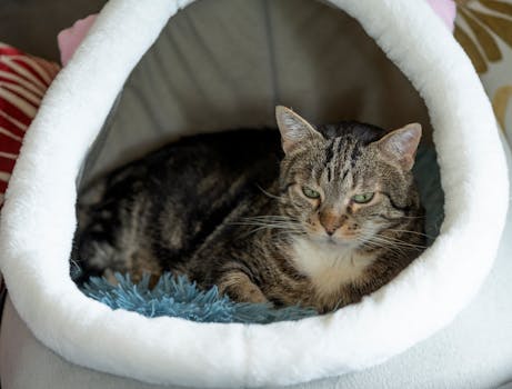 Best Heated Cat Beds in 2026