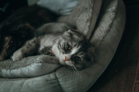 Best Heated Orthopedic Cat Beds in 2026