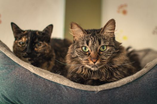 Best Heated Cat Beds for Winter in 2026