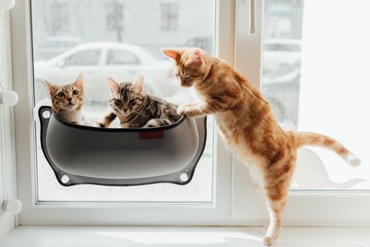 Best Window Perch Cat Beds in 2026