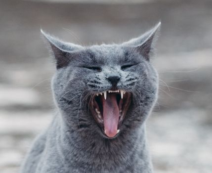 Best Calming Treats for Anxious Cats in 2026