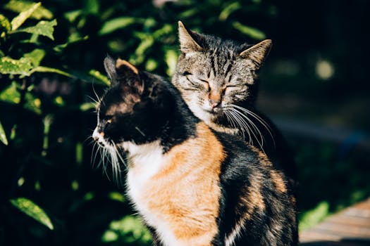 Best Cat Calming Pheromone Products in 2026