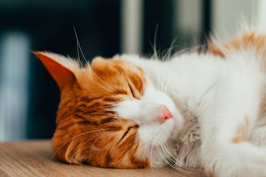 Best Calming Supplements for Cats in 2026
