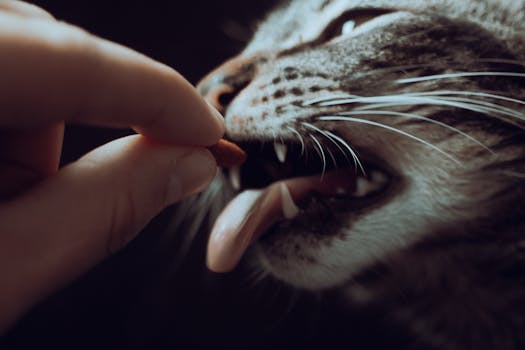 Best Calming Treats for Cats in 2026