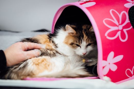 Best Airline-Approved Cat Carriers in 2026