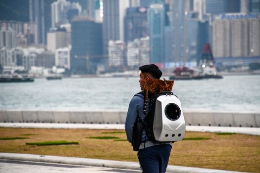 Best Bubble Backpack Cat Carriers in 2026