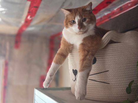 Best Hard Airline Approved Cat Carriers in 2026