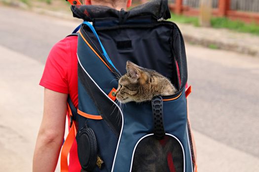 Best Collapsible Soft Cat Carriers in 2026