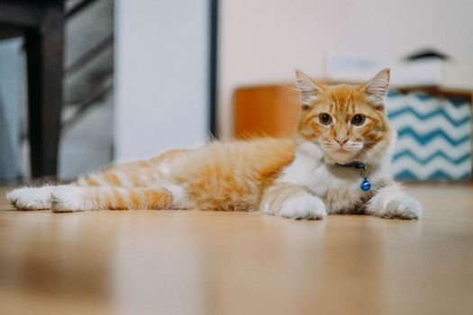 Best Breakaway Safety Cat Collars in 2026