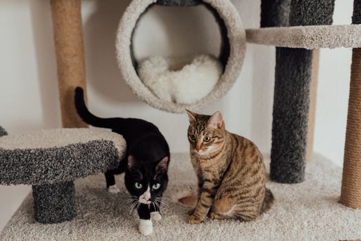 Best Multi-Level Carpeted Cat Condos in 2026