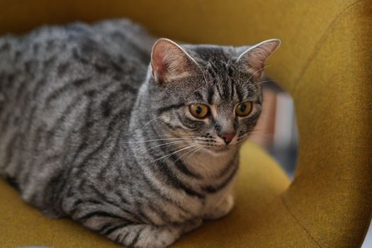 Best Furniture Deterrent Sprays for Cats in 2026