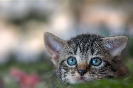 Best Microchip Automatic Cat Doors in 2026