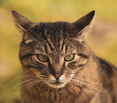 Best Ear Cleaning Solutions for Cats in 2026