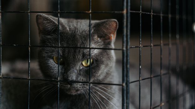 Best Outdoor Cat Enclosures and Catios in 2026