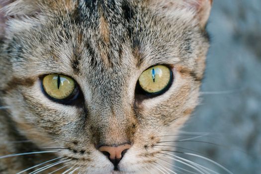 Best Eye Care Drops for Cats in 2026