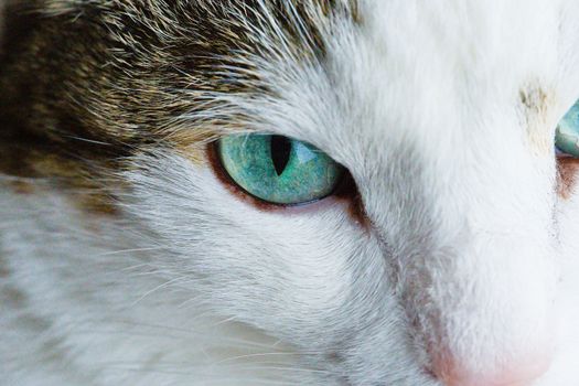 Best Cat Eye Cleaners in 2026