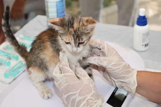 Best Natural Flea Treatments for Cats in 2026