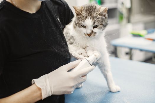 Best Topical Flea Treatments for Cats in 2026