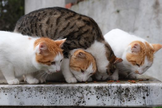 Best Grain Free Protein Cat Food in 2026