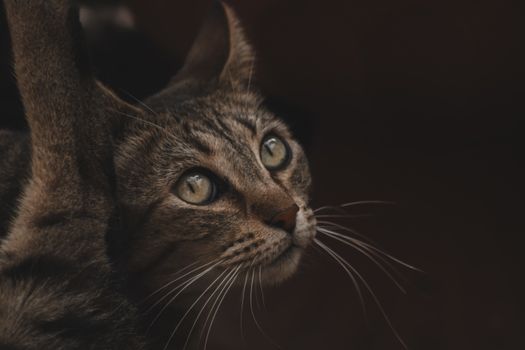 Best Grain-Free Cat Food for Sensitive Stomachs in 2026