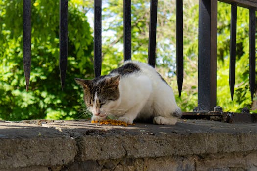 Best Grain Free Cat Food in 2026