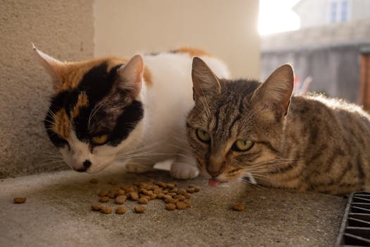Best Cat Food for Hairball Control in 2026
