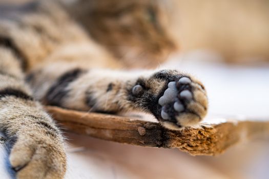 Best High-Protein Grain-Free Cat Food in 2026