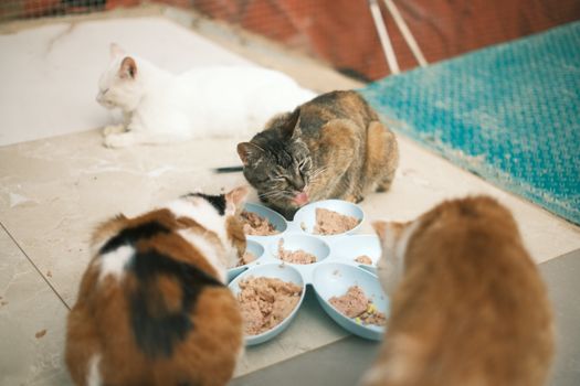 Best High-Protein Indoor Cat Food in 2026