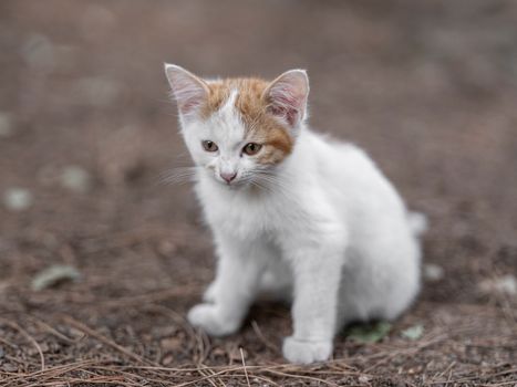 Best Kitten Formula Cat Food in 2026