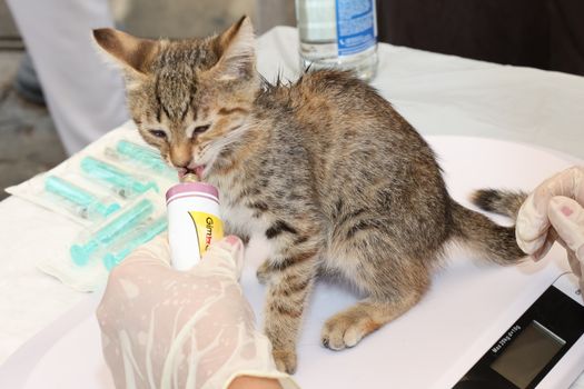Best Kitten Growth Formula Cat Food in 2026