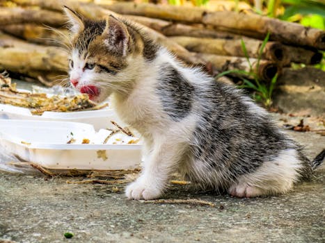 Best Kitten Food in 2026