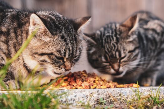 Best Limited Ingredient Cat Food in 2026
