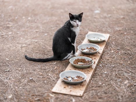 Best Organic Natural Cat Food in 2026