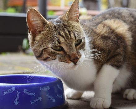Best Prescription Cat Food for Diabetes in 2026