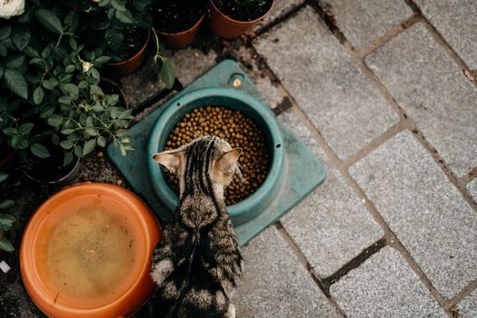 Best Prescription Diet Cat Food for Urinary Health in 2026