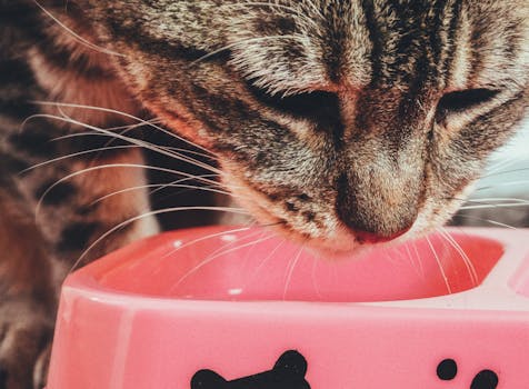 Best Probiotic Cat Food for Digestion in 2026