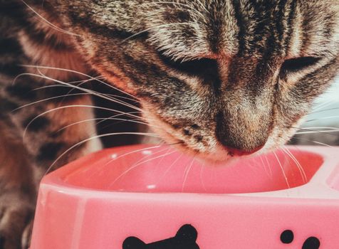 Best Raw and Freeze-Dried Cat Food in 2026
