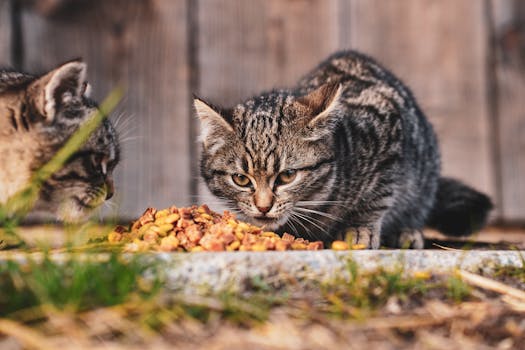 Best Raw Frozen Cat Food in 2026