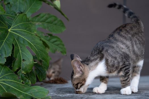 Best Senior Cat Food in 2026
