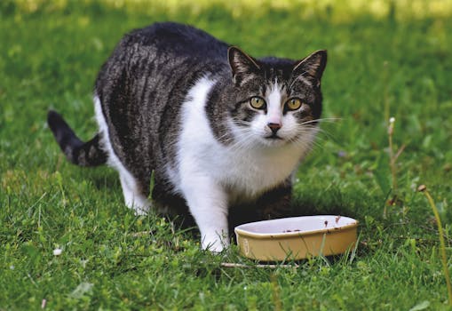 Best Weight Loss Cat Food in 2026